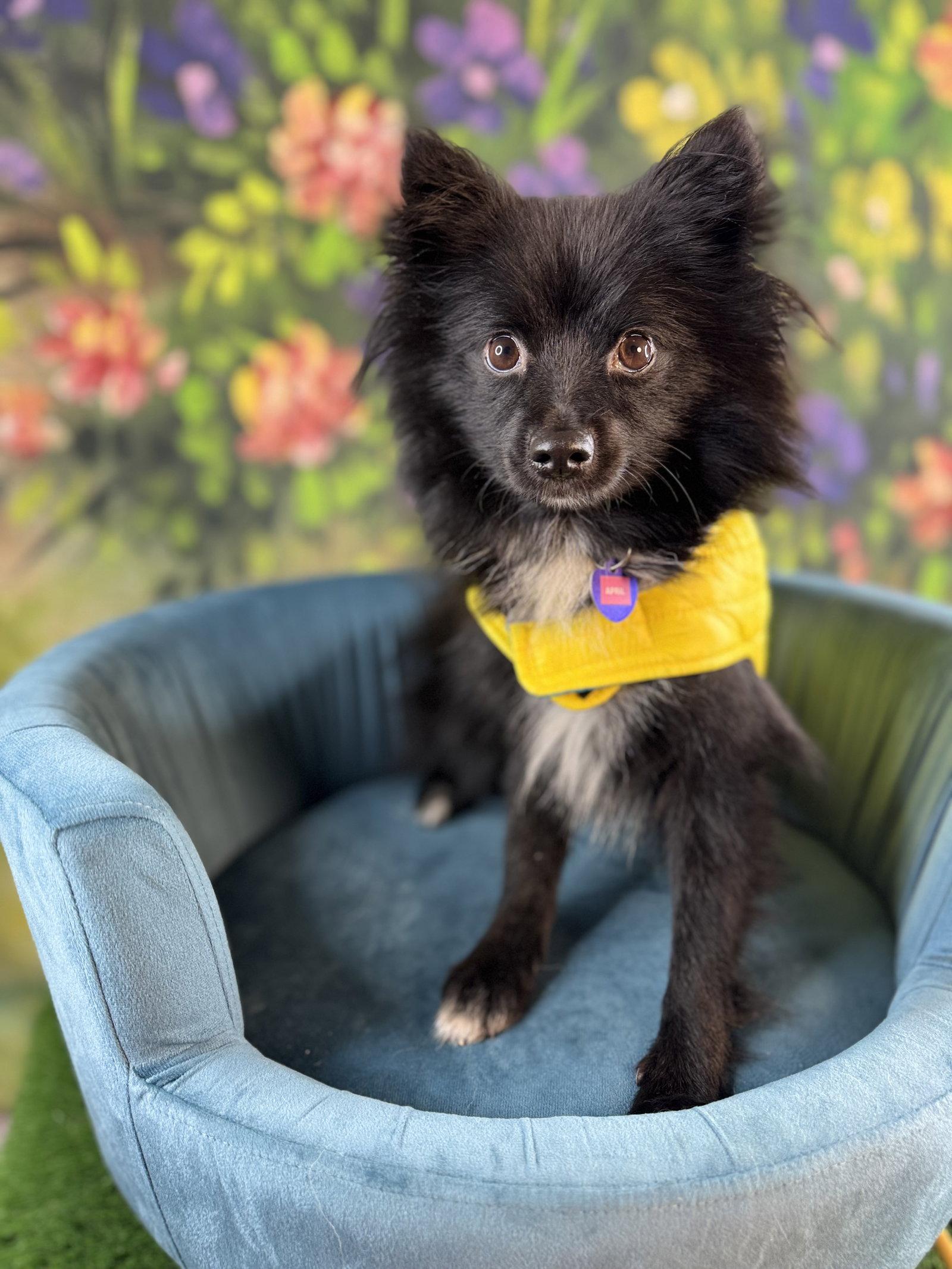 Enlarge April, a Adopted Pomeranian in Garland, TX image 3/3