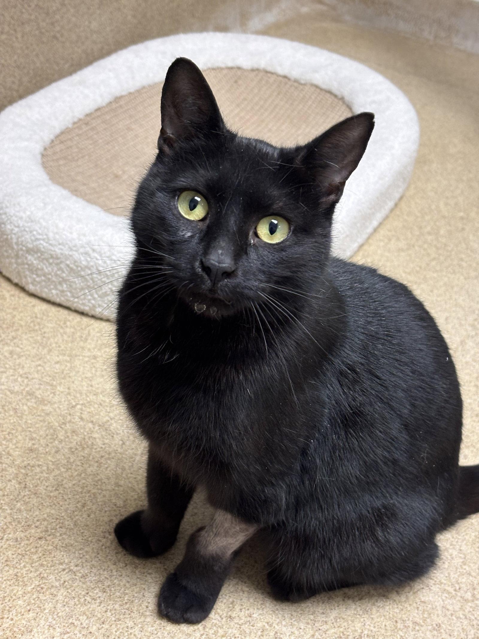 Jasmine, Adopted, Adult Female Domestic Short Hair.