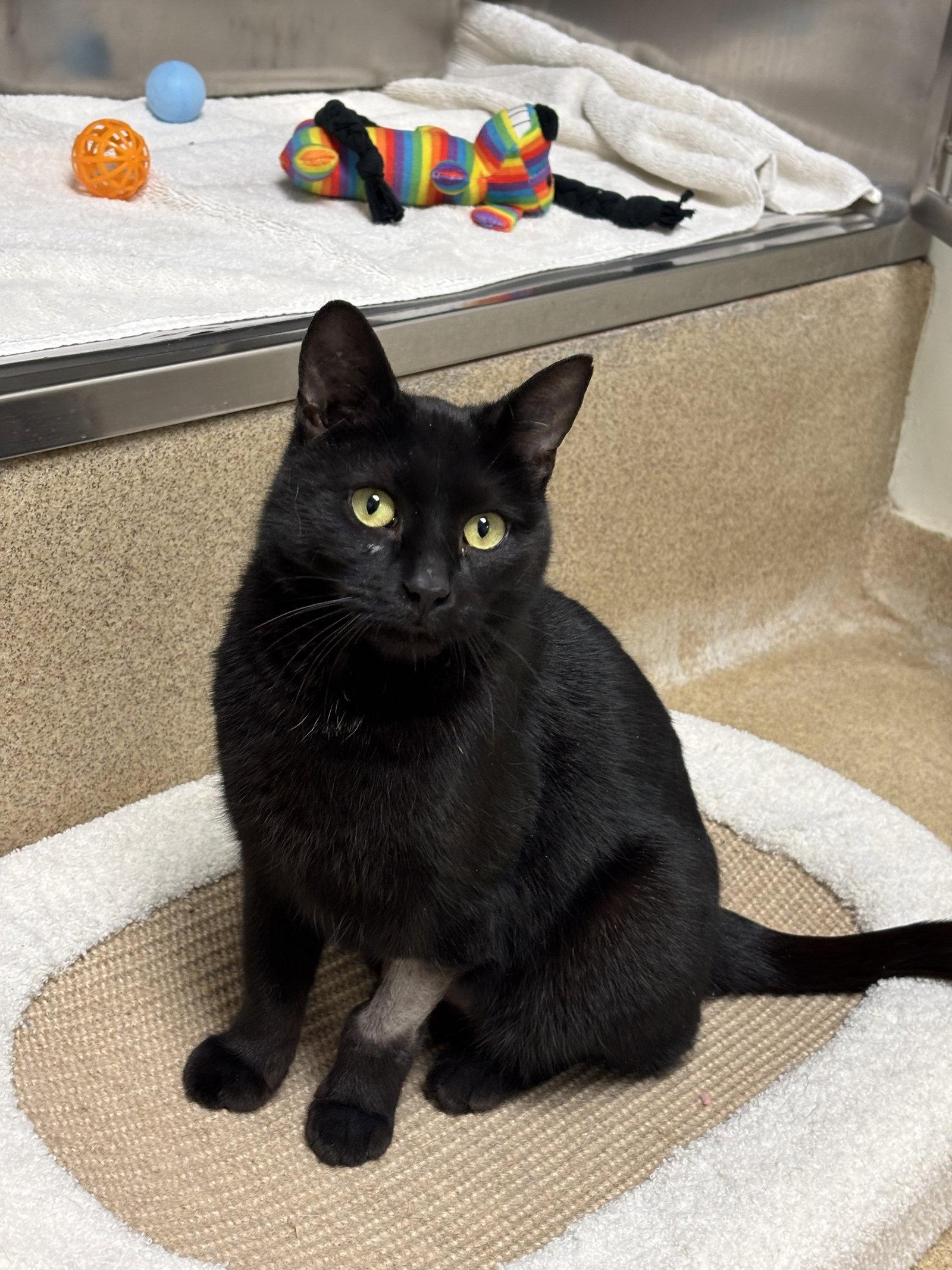 Enlarge Jasmine, a Adopted Domestic Short Hair in Brick, NJ image 2/3