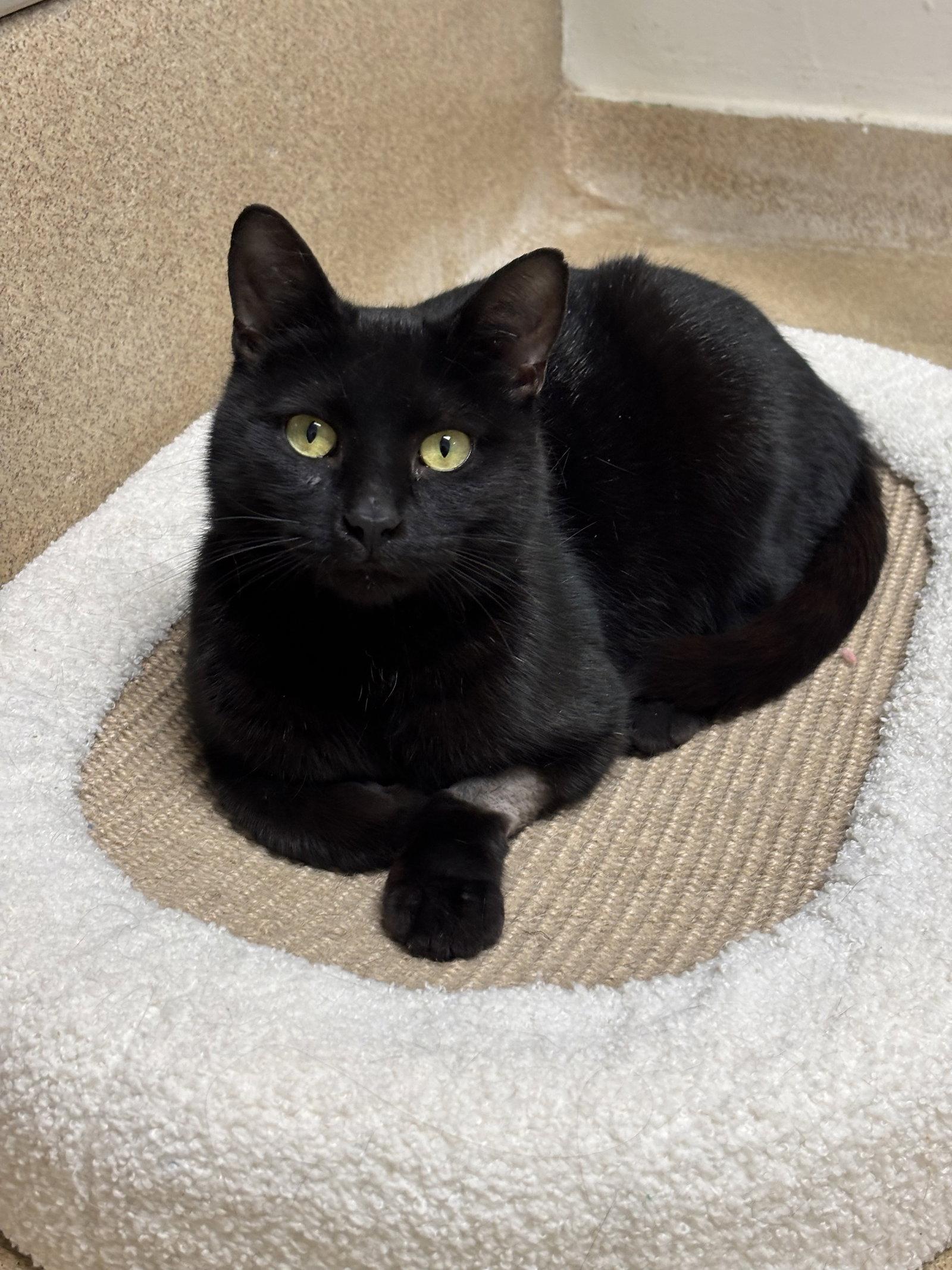 Enlarge Jasmine, a Adopted Domestic Short Hair in Brick, NJ image 3/3