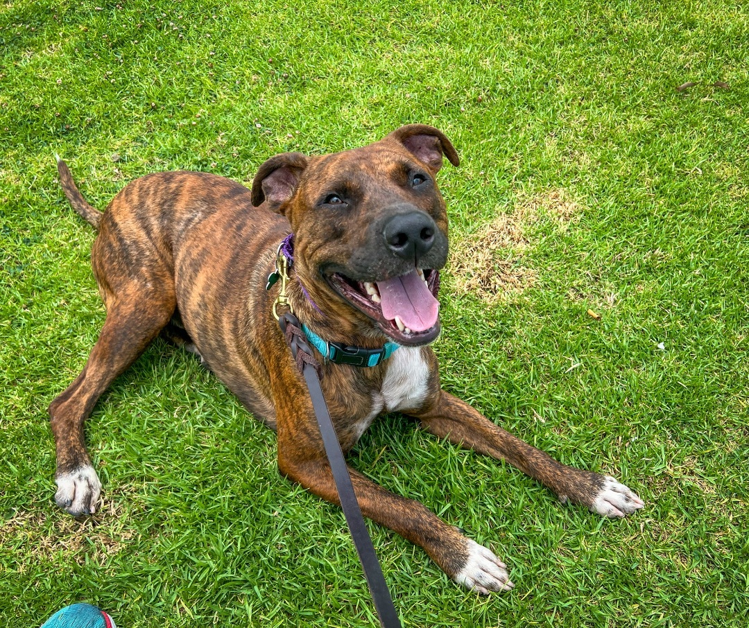 Enlarge Theo Hudson, a Adoptable mixed breed in Newport Beach, CA image 5/5