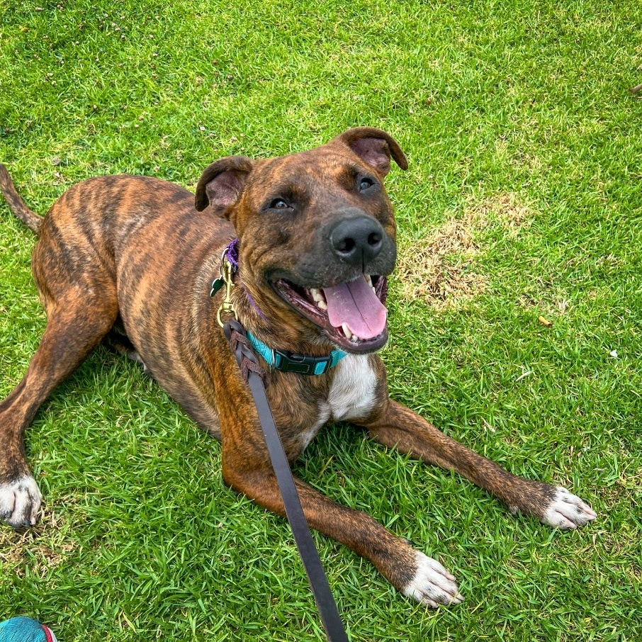 Enlarge Theo Hudson, a Adoptable mixed breed in Newport Beach, CA image 4/4
