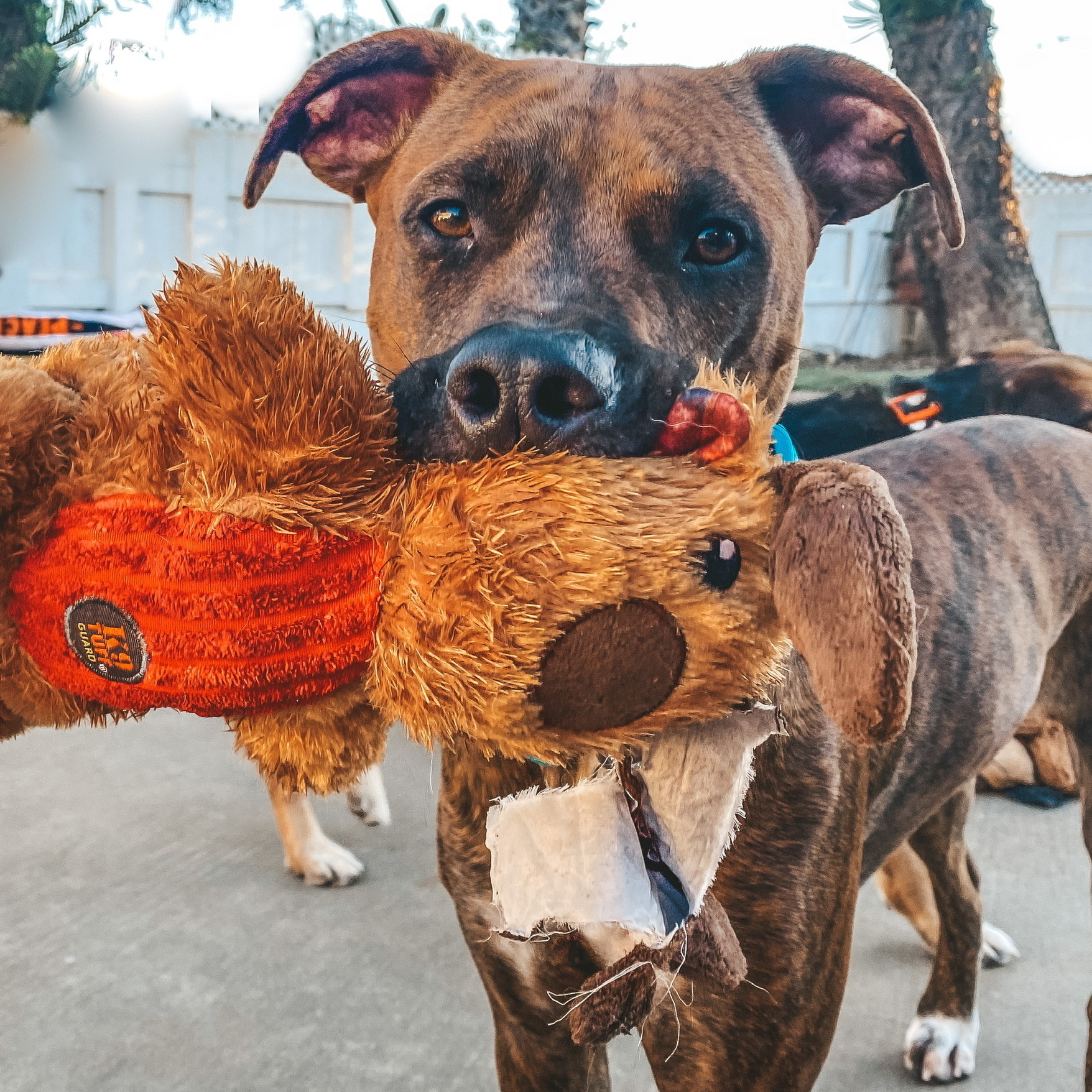 Enlarge Theo Hudson, a Adoptable mixed breed in Newport Beach, CA image 3/5