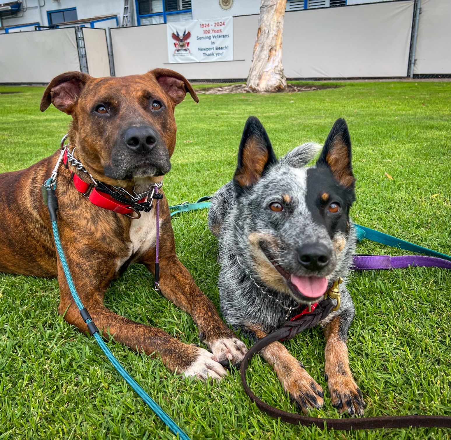 Enlarge Theo Hudson, a Adoptable mixed breed in Newport Beach, CA image 2/5