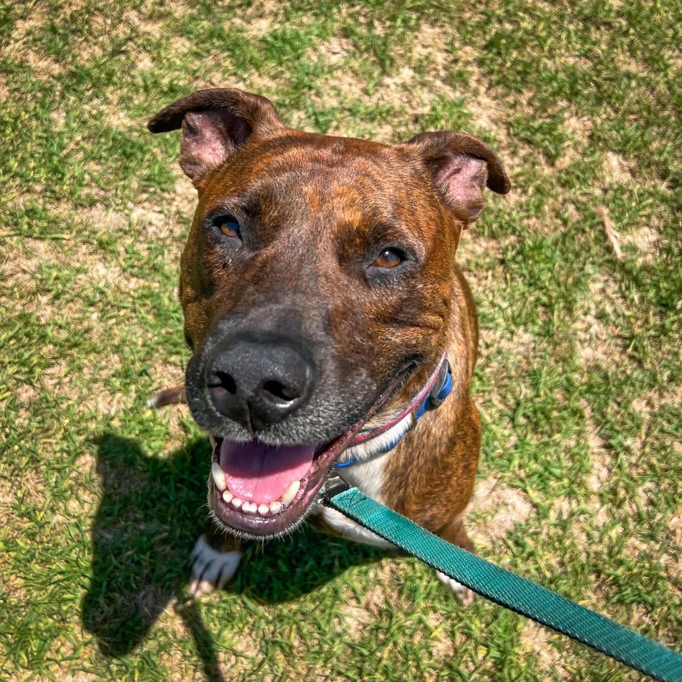 Theo Hudson, Adoptable, Adult Male American Staffordshire Terrier & Labrador Retriever.
