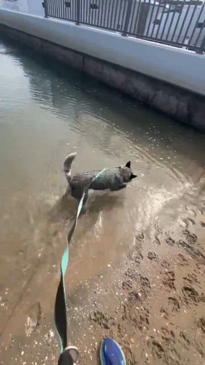 Enlarge Theo Hudson, a Adoptable mixed breed in Newport Beach, CA video 4/5