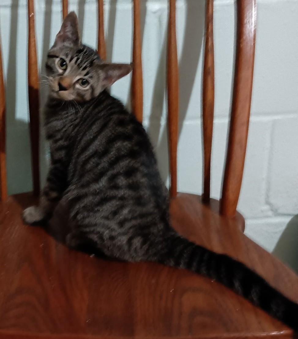 Seven26, Adoptable, Kitten Male Domestic Short Hair.