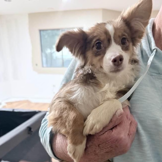 Enlarge Princess Ruby, a ADOPTABLE mixed breed in Las Vegas, NV image 2/4