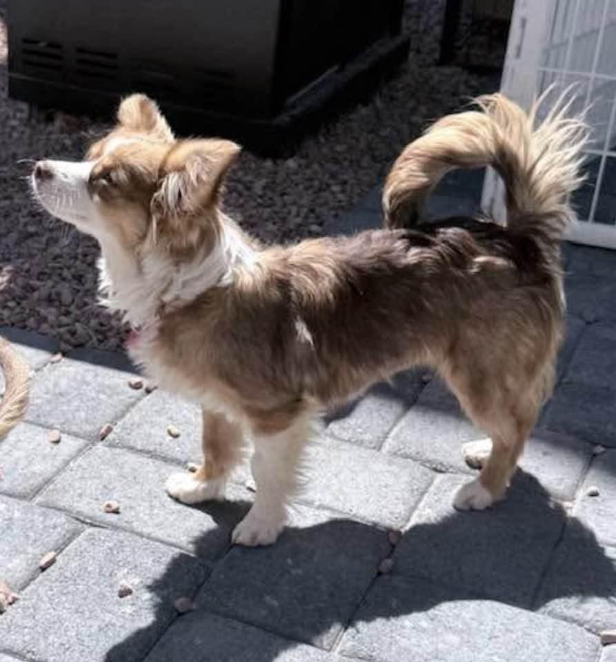 Enlarge Princess Ruby, a ADOPTABLE mixed breed in Las Vegas, NV image 3/4