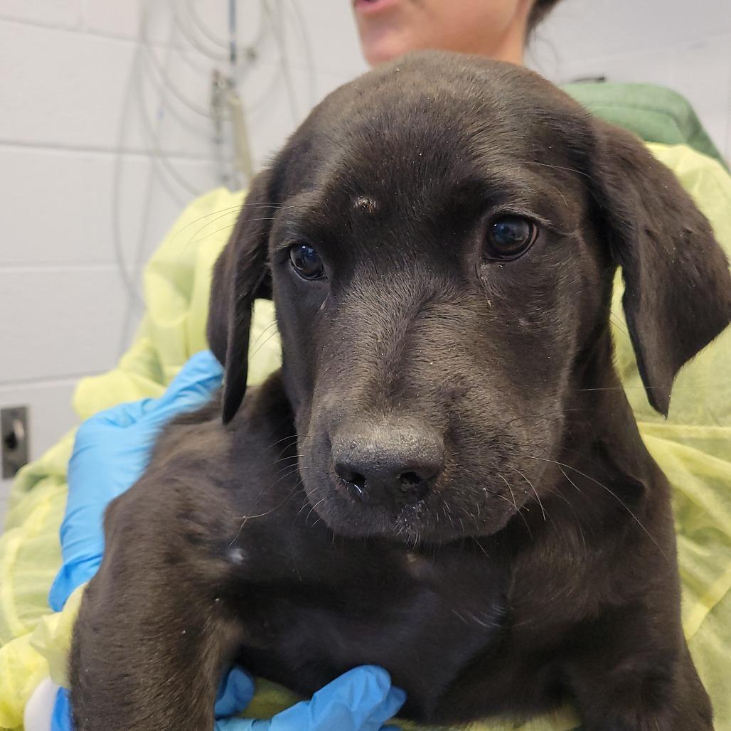 Enlarge Emu, a Adoptable mixed breed in Hattiesburg, MS image 1/1