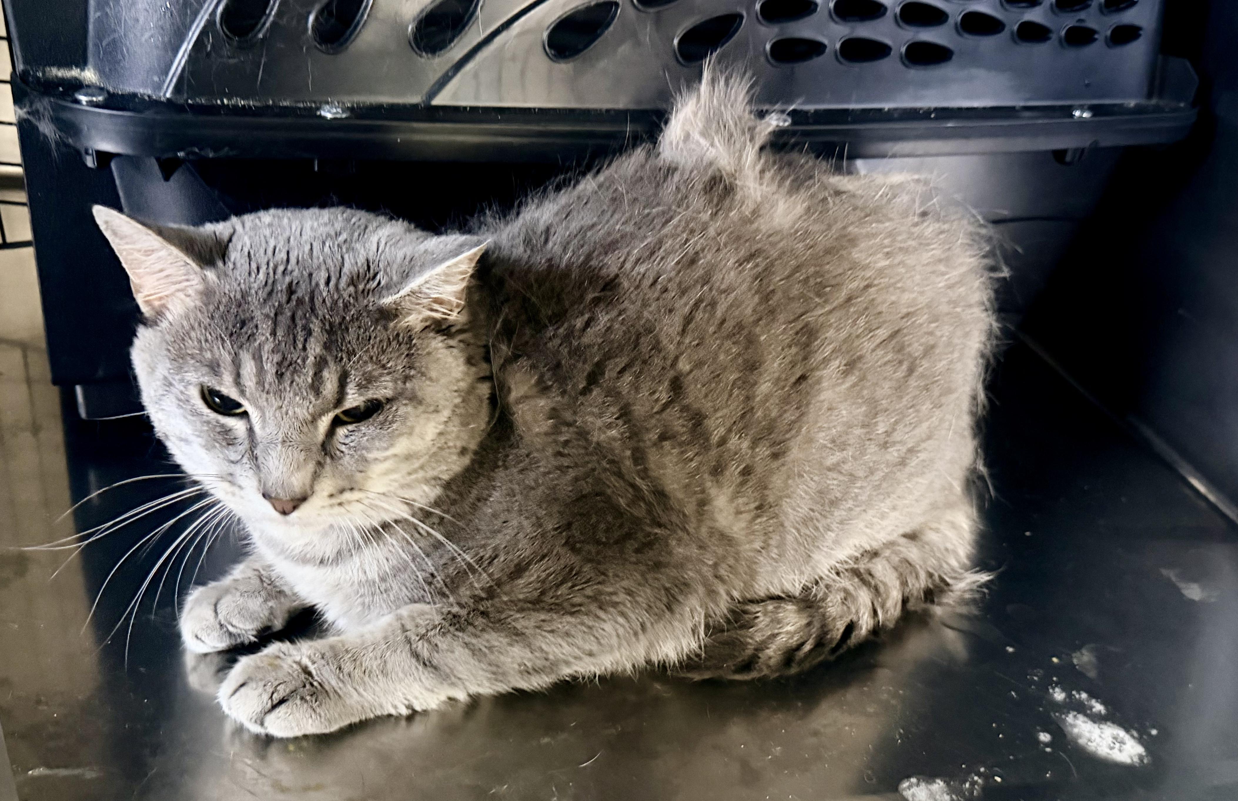 Max, adopted, Young Male Domestic Short Hair.
