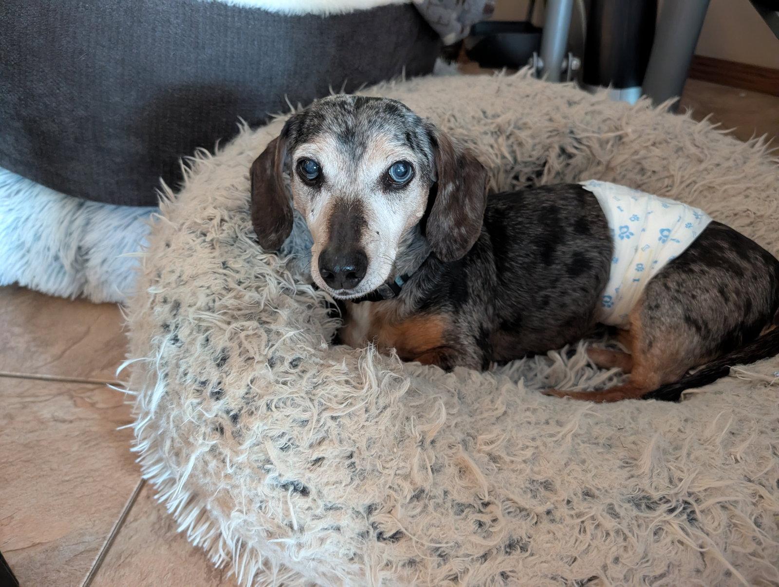 Enlarge Arnie, a Adoptable Dachshund in Sioux Falls, SD image 1/3