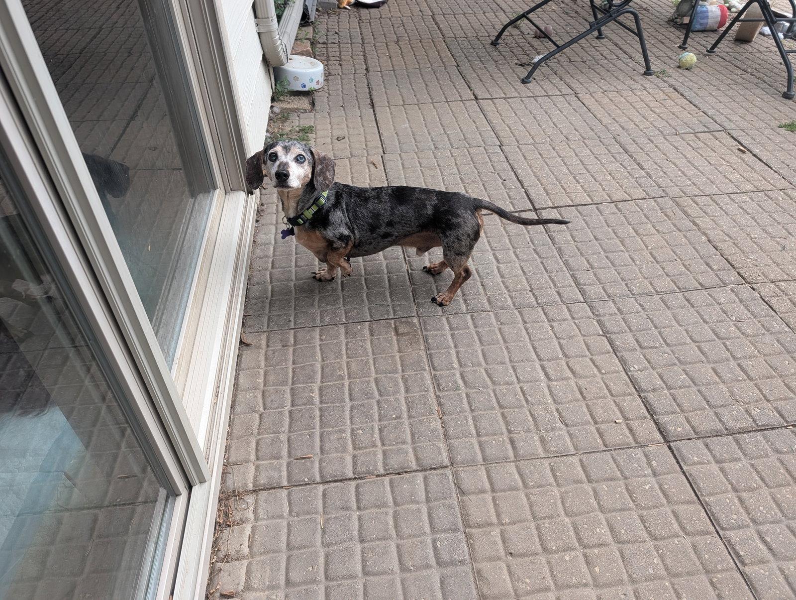Enlarge Arnie, a Adoptable Dachshund in Sioux Falls, SD image 2/3