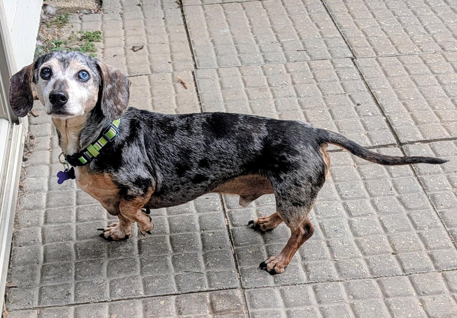 Enlarge Arnie, a Adoptable Dachshund in Sioux Falls, SD image 3/3