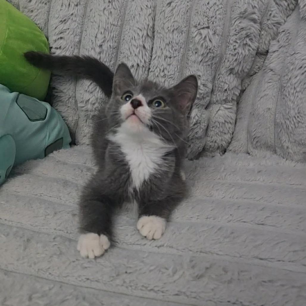 Stubble, Adoptable, Kitten Male Domestic Short Hair.