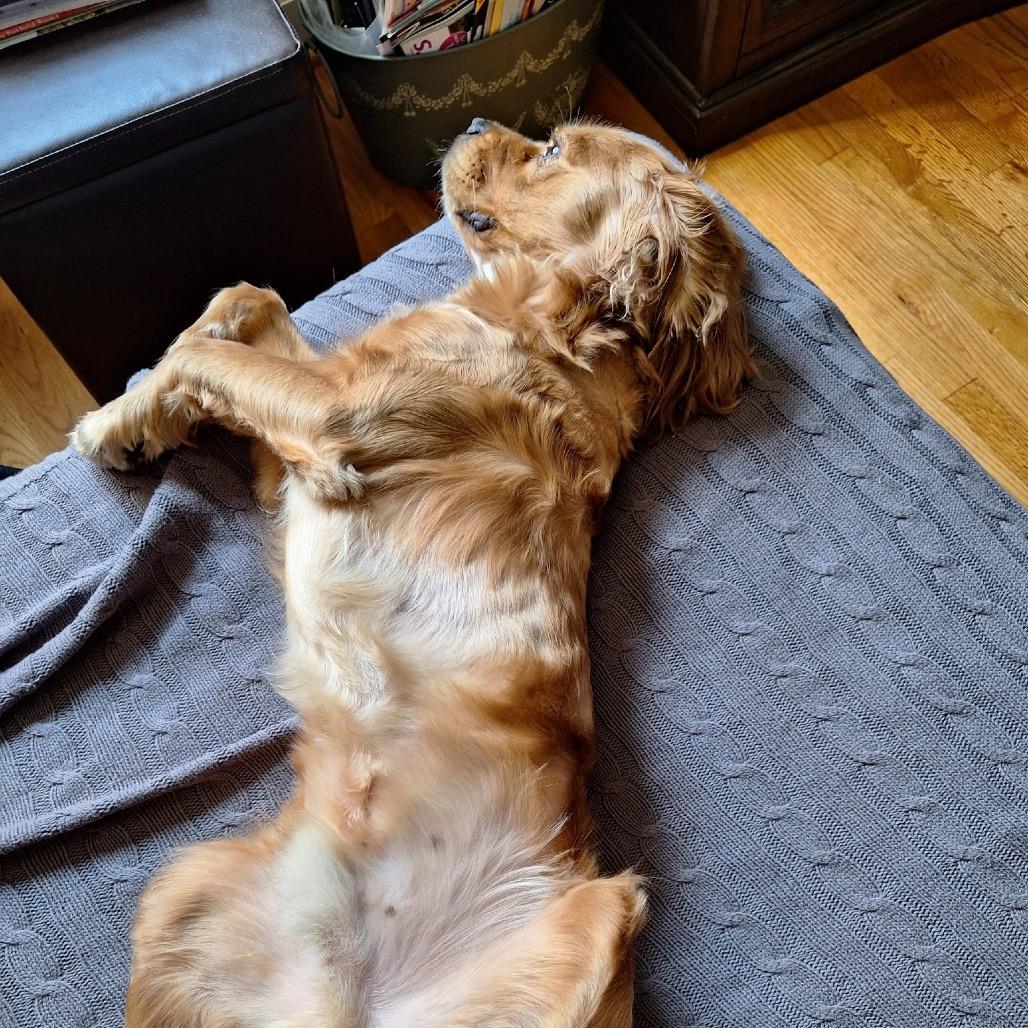 Solace, Adoptable, Adult Male English Cocker Spaniel.