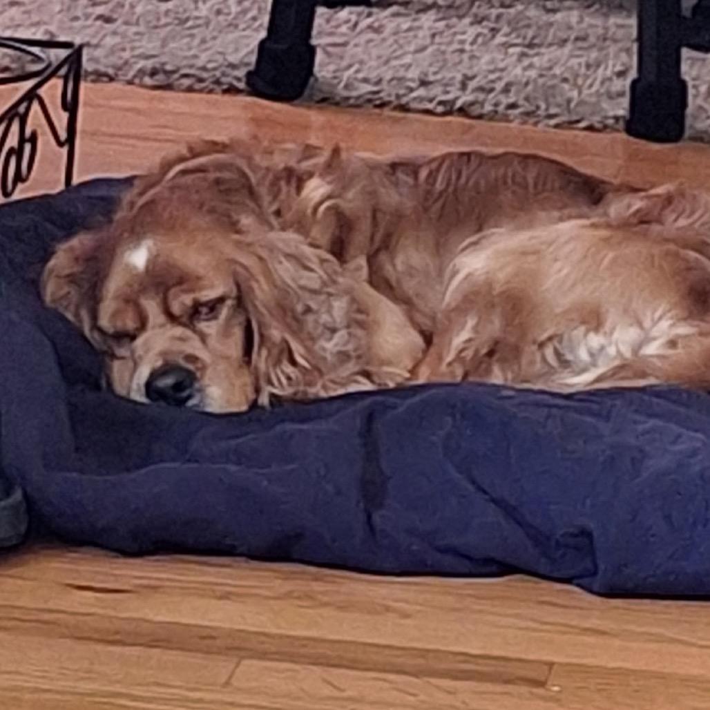 Enlarge Solace, a Adoptable English Cocker Spaniel in Arlington, VA image 2/6