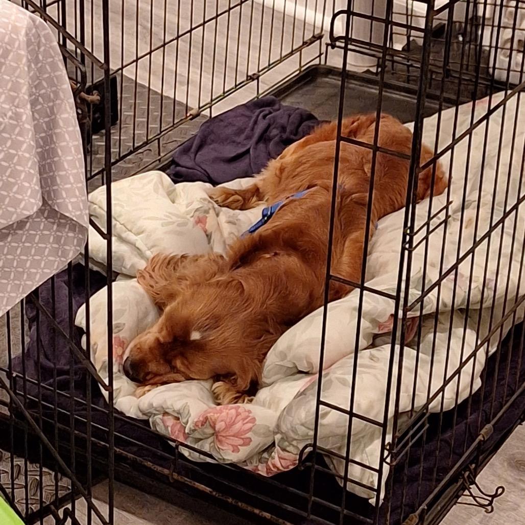 Enlarge Solace, a Adoptable English Cocker Spaniel in Arlington, VA image 3/6