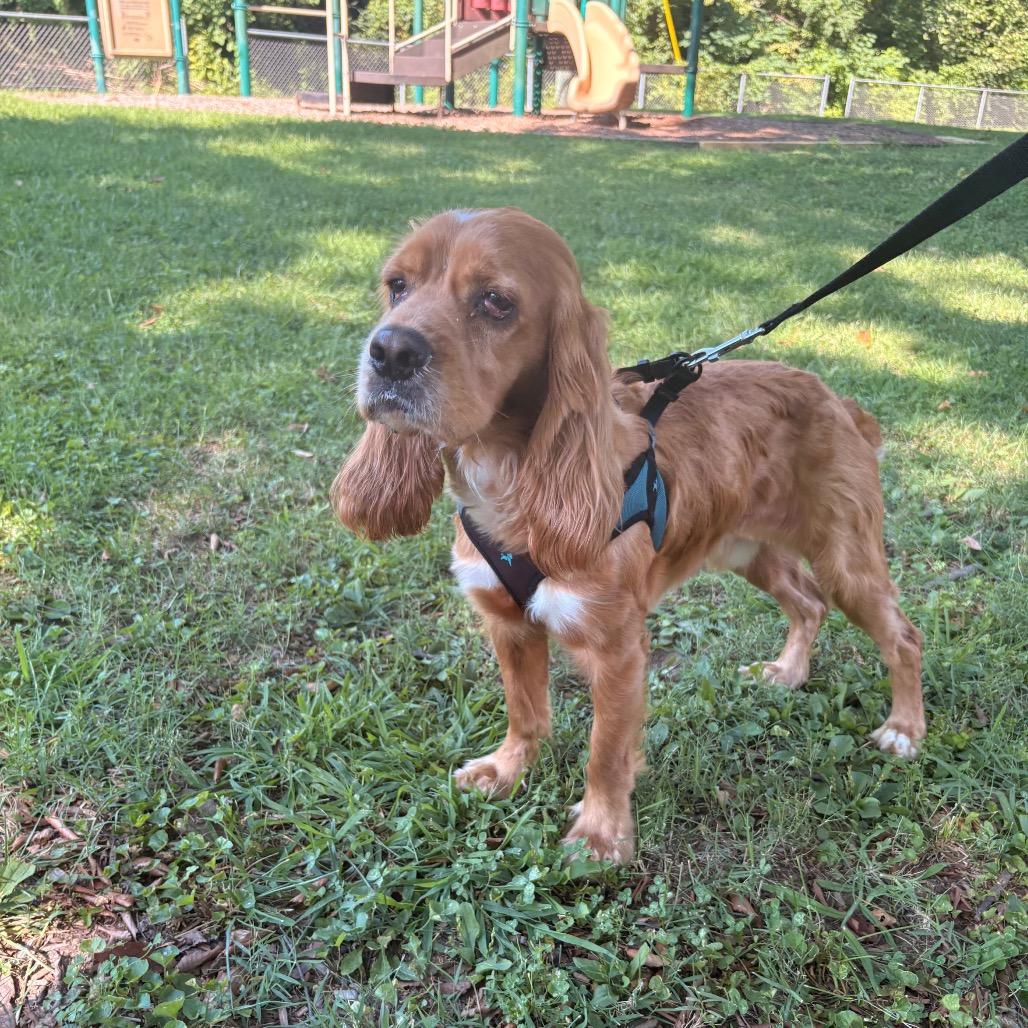 Enlarge Solace, a Adoptable English Cocker Spaniel in Arlington, VA image 4/6