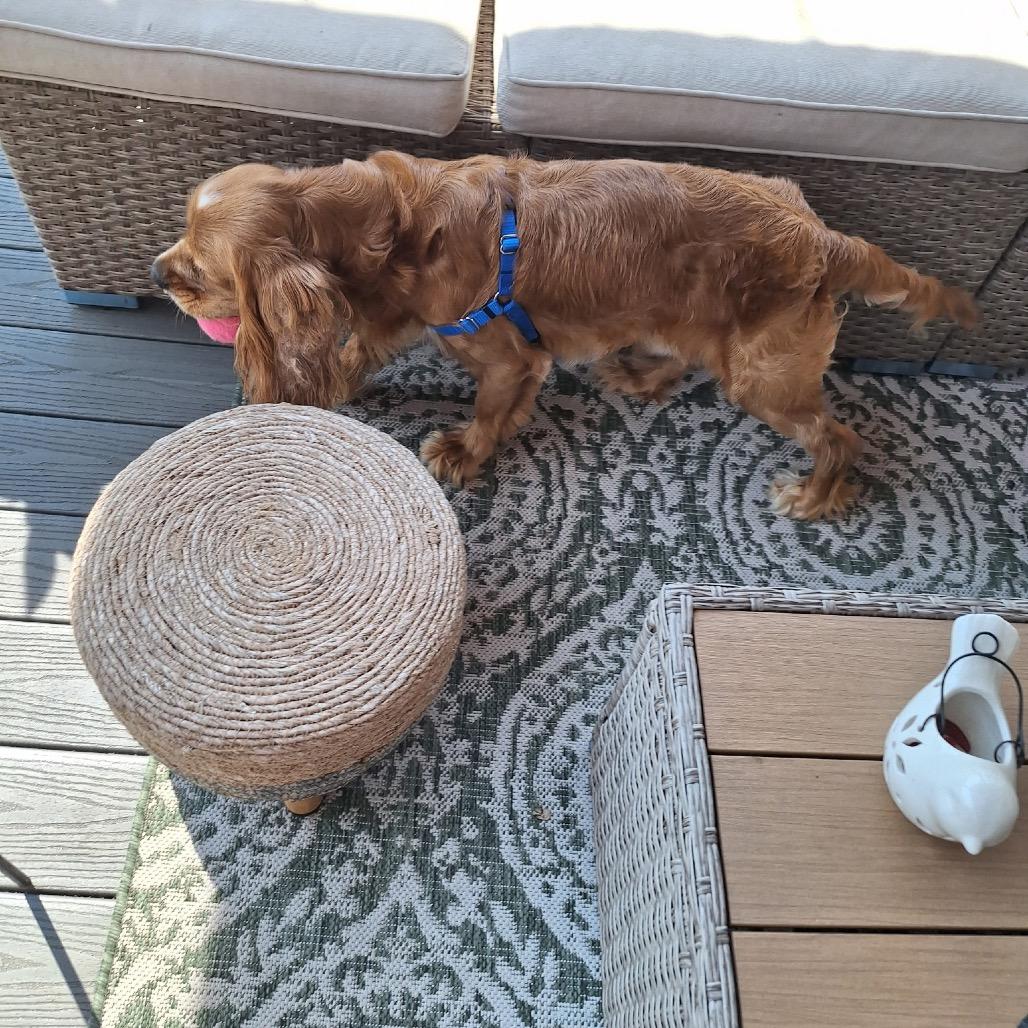 Enlarge Solace, a Adoptable English Cocker Spaniel in Arlington, VA image 5/6