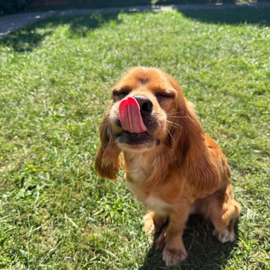 Enlarge Solace, a Adoptable English Cocker Spaniel in Arlington, VA image 6/6