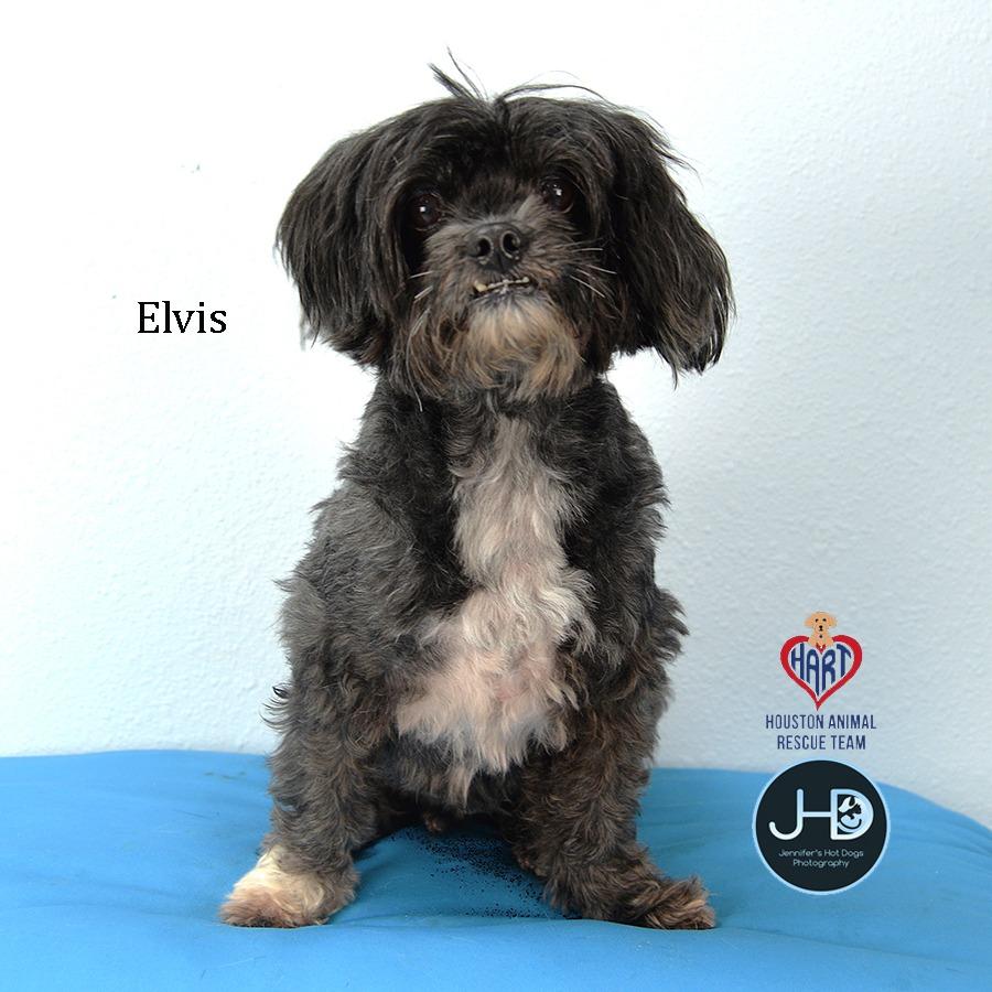 Enlarge Elvis, a Adoptable mixed breed in Hockley, TX image 1/2