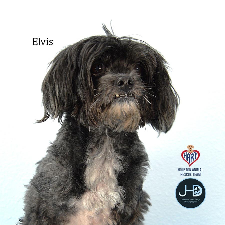 Enlarge Elvis, a Adoptable mixed breed in Hockley, TX image 2/2