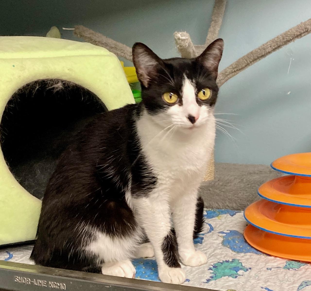 Enlarge Massie, an adoptable mixed breed in Camp Pendleton, CA image 2/6