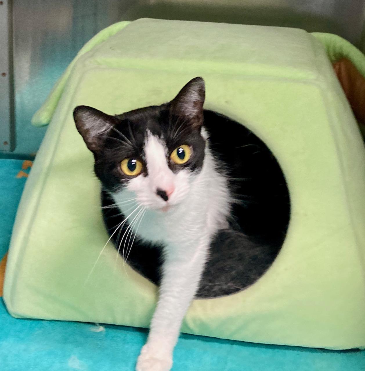 Enlarge Massie, an adoptable mixed breed in Camp Pendleton, CA image 3/6