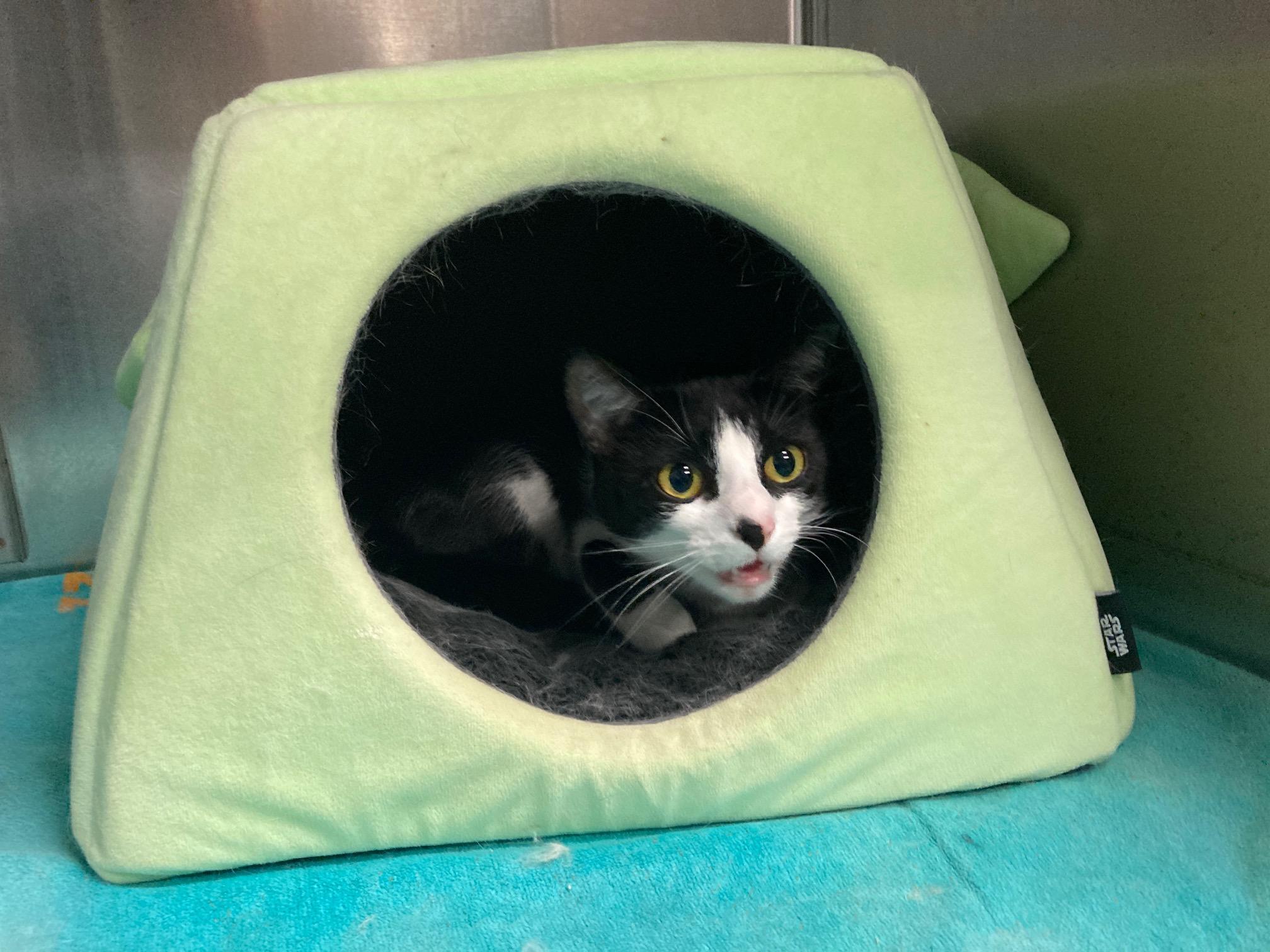 Enlarge Massie, an adoptable mixed breed in Camp Pendleton, CA image 6/6