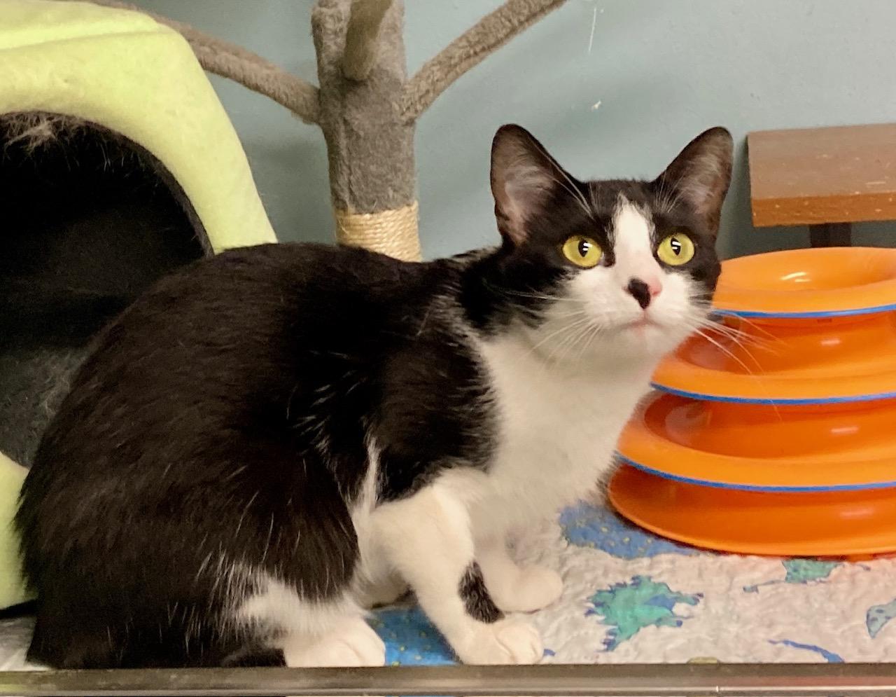 Enlarge Massie, an adoptable mixed breed in Camp Pendleton, CA image 5/6