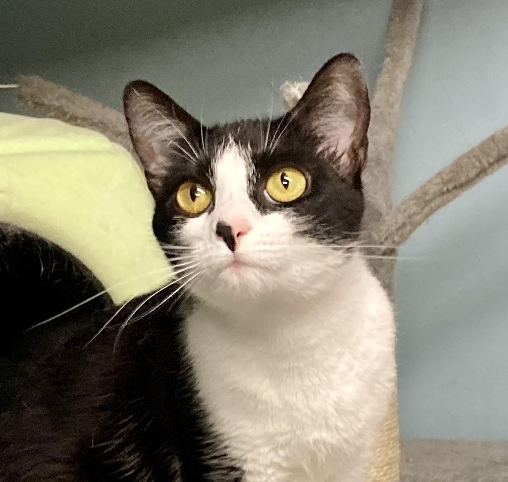 Massie, adoptable, Kitten Female Domestic Short Hair.