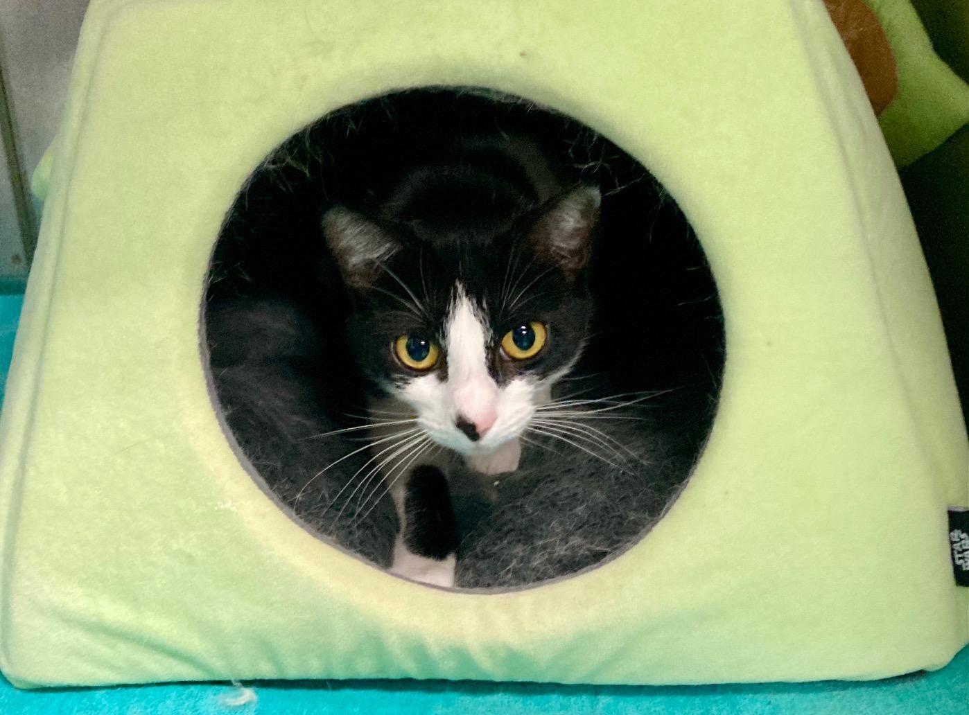 Enlarge Massie, an adoptable mixed breed in Camp Pendleton, CA image 4/6