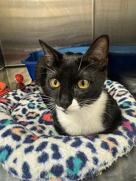 Lyla, Adoptable, Kitten Female Domestic Short Hair.