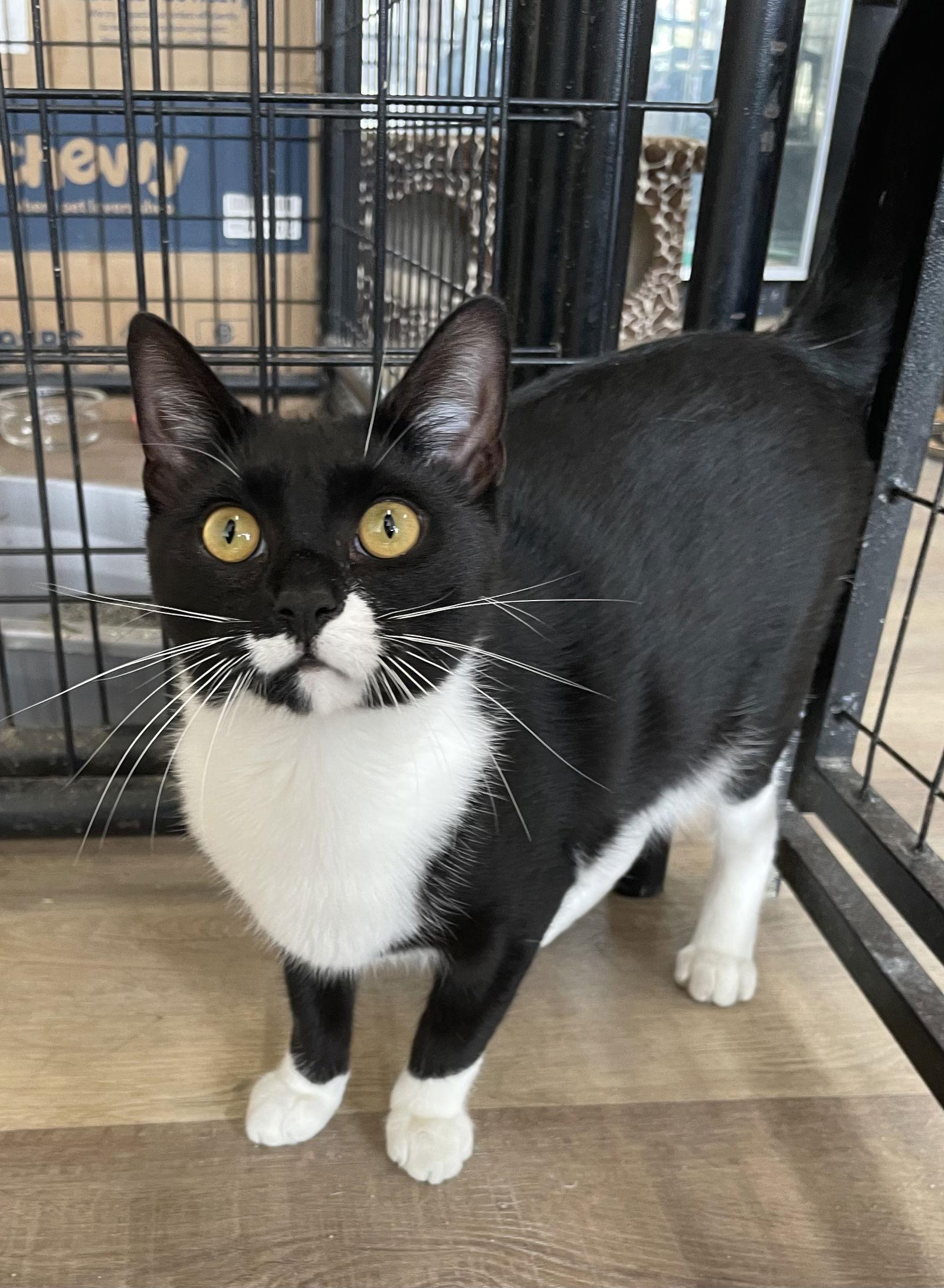 Lyla, a Adoptable Domestic Short Hair in Massapequa, NY image 2/3