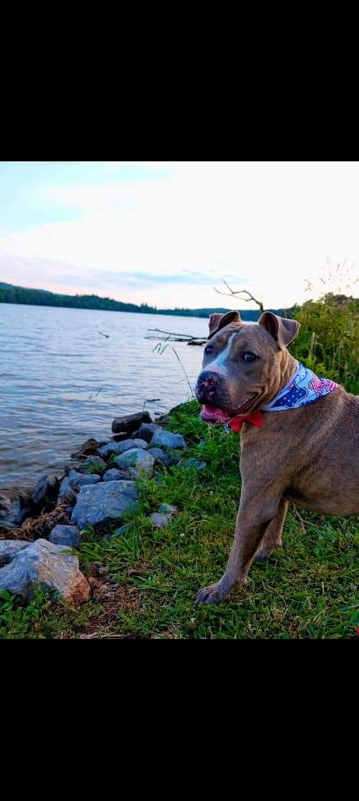 Enlarge Deuce (NO ADOPTION FEE Home, Foster or Rescue Needed ASAP), a Adopted Pit Bull Terrier in Guntersville, AL image 2/4