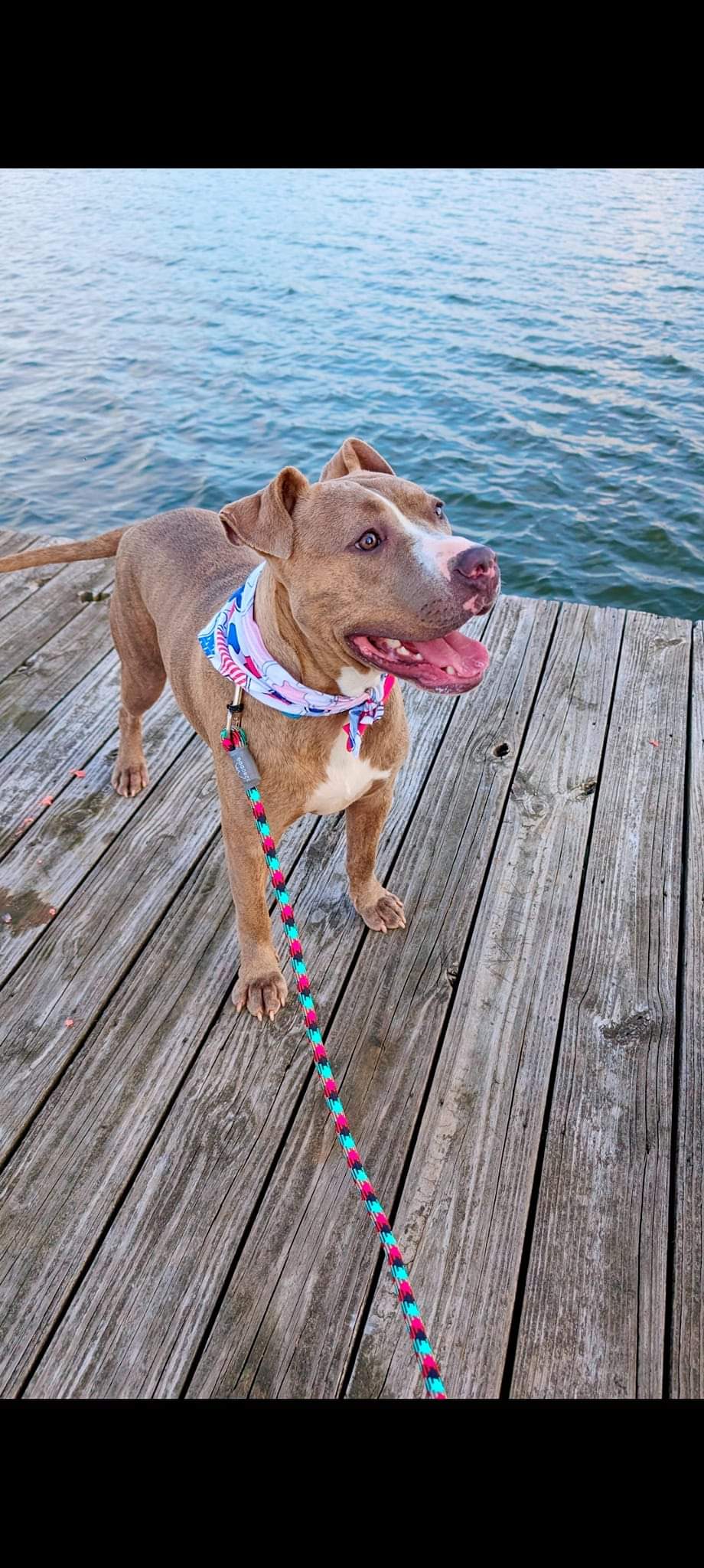 Enlarge Deuce (NO ADOPTION FEE Home, Foster or Rescue Needed ASAP), a Adopted Pit Bull Terrier in Guntersville, AL image 3/4