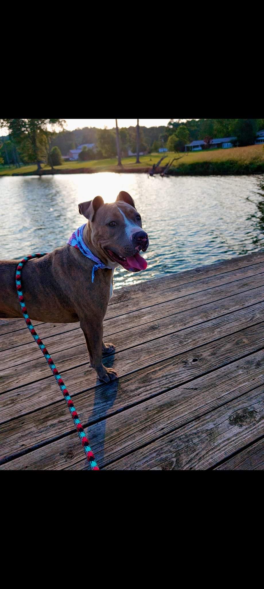 Enlarge Deuce (NO ADOPTION FEE Home, Foster or Rescue Needed ASAP), a Adopted Pit Bull Terrier in Guntersville, AL image 4/4