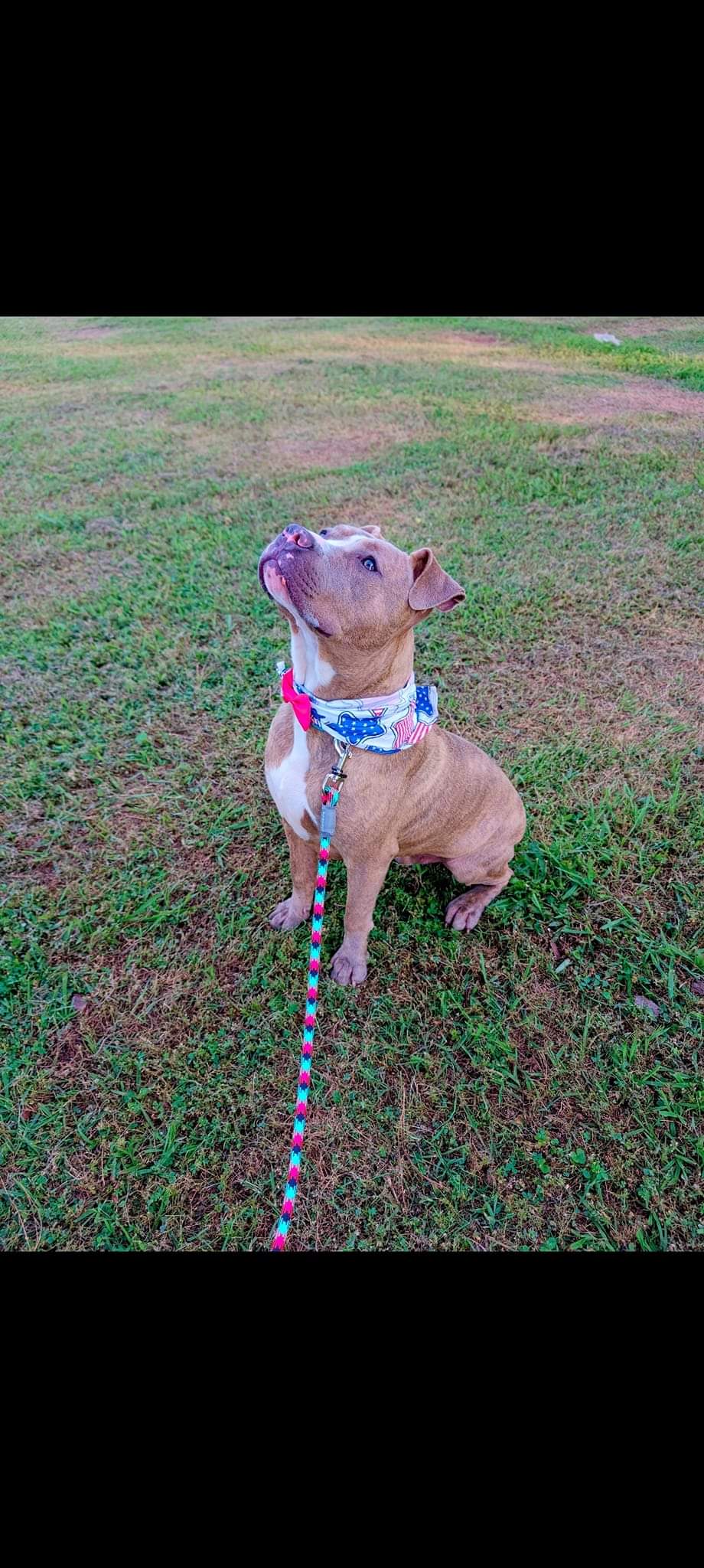 Enlarge Deuce (NO ADOPTION FEE Home, Foster or Rescue Needed ASAP), a Adopted Pit Bull Terrier in Guntersville, AL image 1/4
