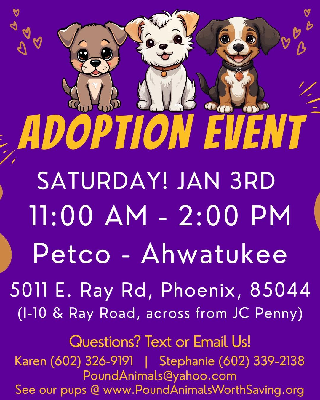 Enlarge DANNY - 3 YEAR OLD MALE CHIHUAHUA  @ PETCO, 5011 E. RAY ROAD, PHX 85044 ON SATURDAY, JAN. 3RD,  11–2, a Adoptable Chihuahua in Mesa, AZ image 3/3