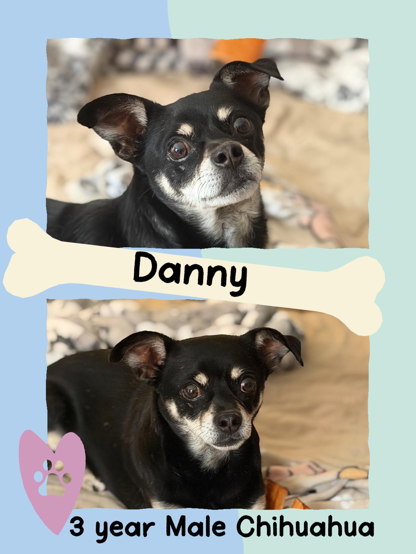 Enlarge DANNY - 3 YEAR OLD MALE CHIHUAHUA @ PETCO, 5011 E. RAY ROAD, PHX 85044 ON SATURDAY, DEC. 20th,  11–2, a Adoptable Chihuahua in Mesa, AZ image 2/3