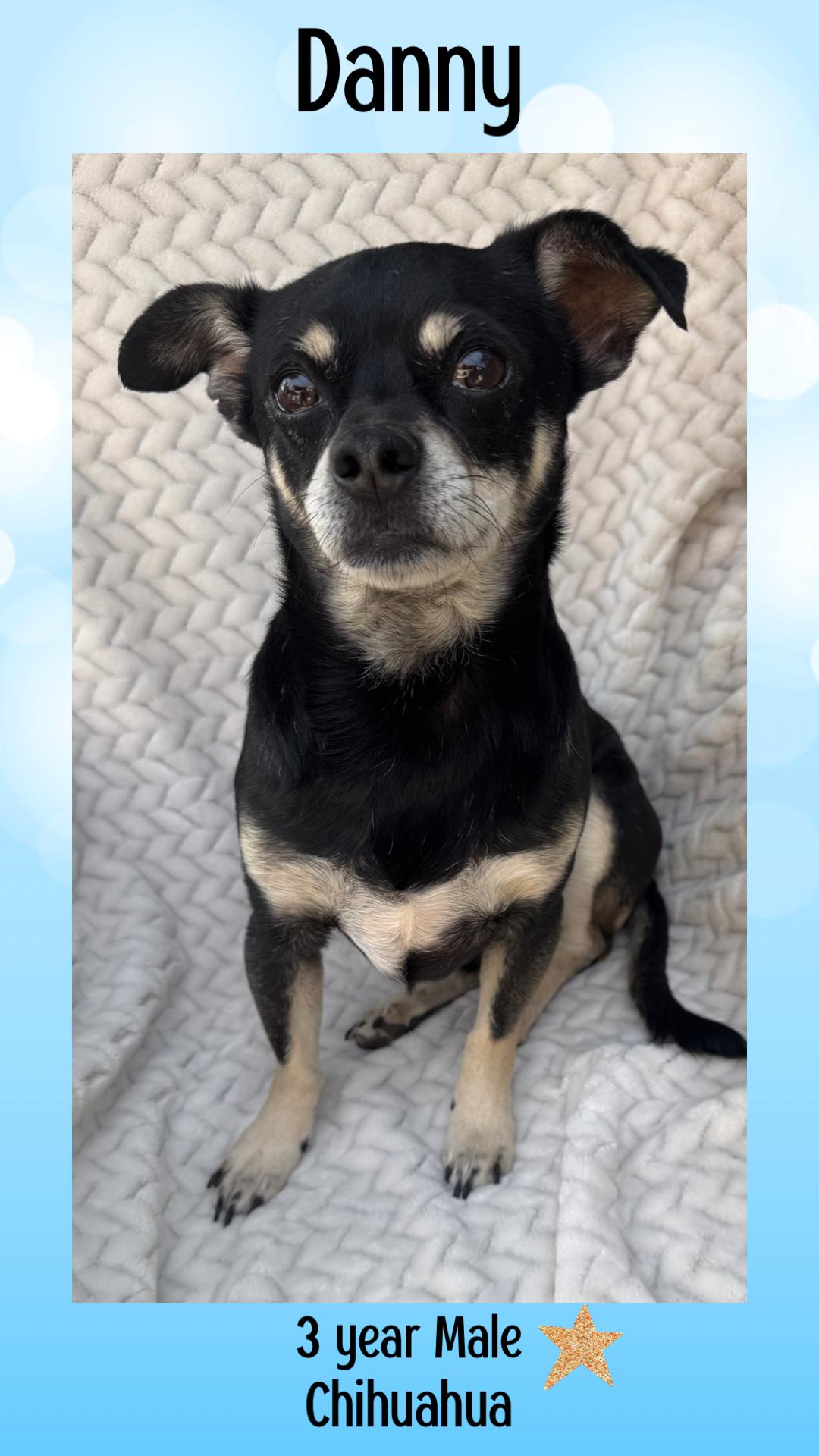 DANNY - 3 YEAR OLD MALE CHIHUAHUA @ PETCO, 5011 E. RAY ROAD, PHX 85044 ON SATURDAY, DEC. 20th,  11–2, Adoptable, Adult Male Chihuahua.