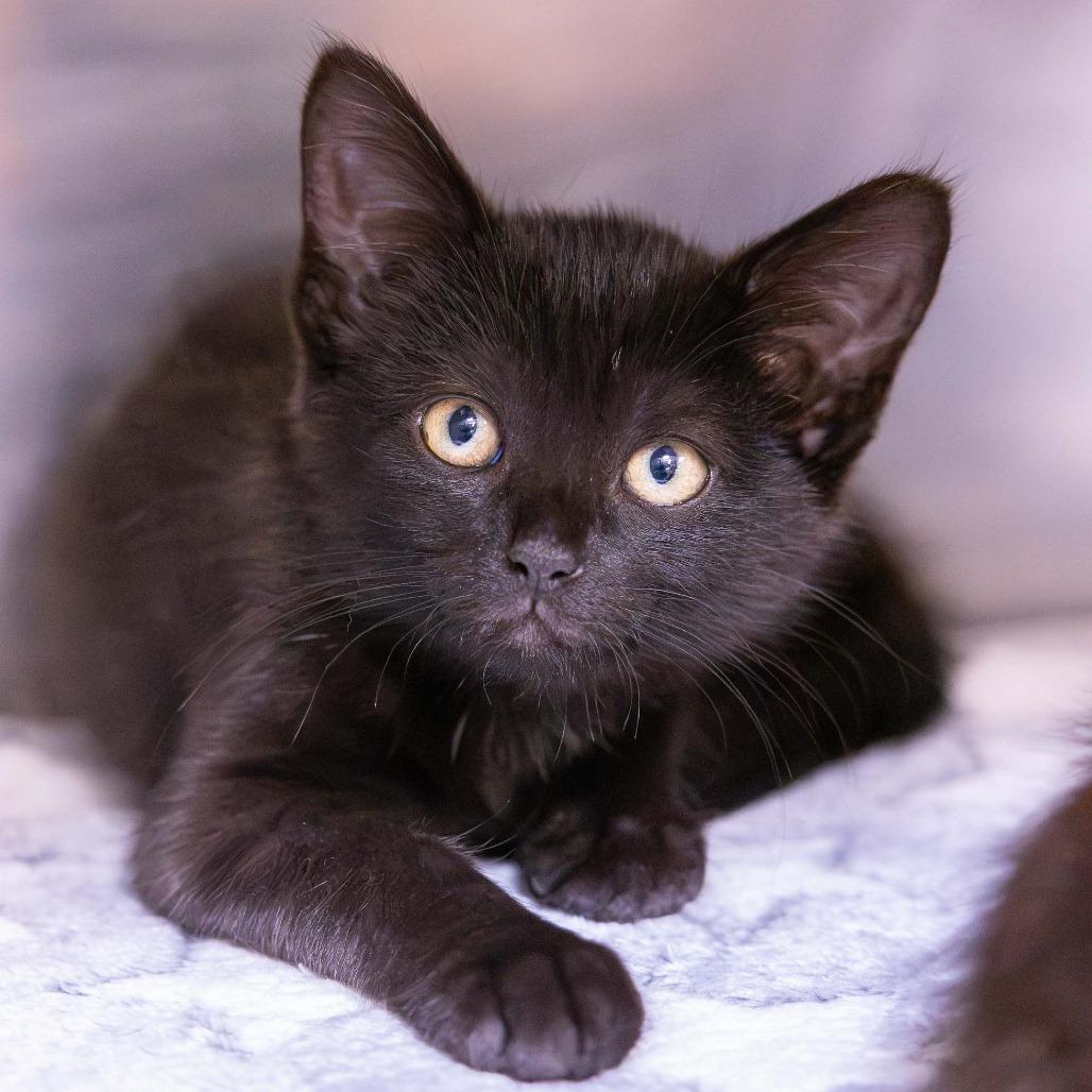 Beadie, Adoptable, Kitten Female Domestic Short Hair.