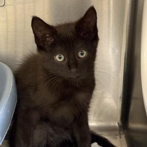 Enlarge Beadie, a Adoptable Domestic Short Hair in Mentor, OH image 2/2