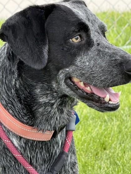Wyatt, a ADOPTABLE mixed breed in Hamilton, MT image 3/6