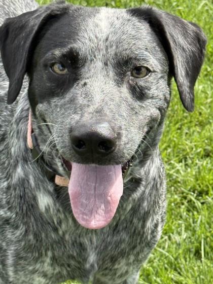 Wyatt, ADOPTABLE, Adult Male German Shorthaired Pointer.