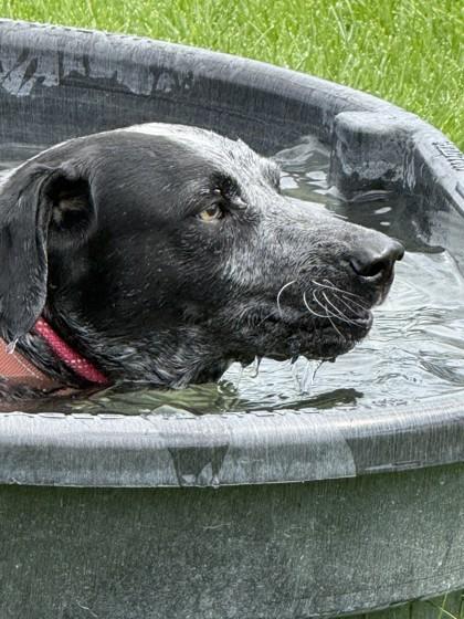 Wyatt, a ADOPTABLE mixed breed in Hamilton, MT image 4/6