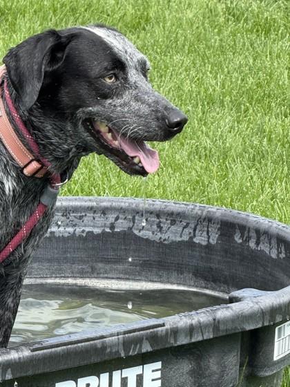 Wyatt, a ADOPTABLE mixed breed in Hamilton, MT image 6/6