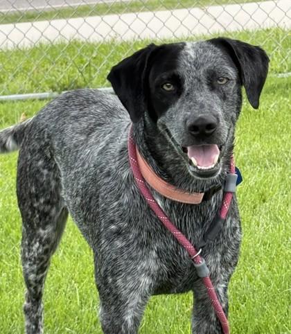 Wyatt, a ADOPTABLE mixed breed in Hamilton, MT image 5/6