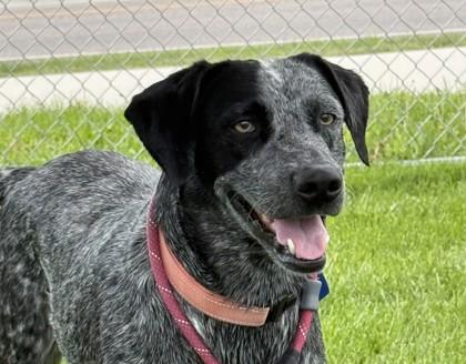 Wyatt, a ADOPTABLE mixed breed in Hamilton, MT image 2/6